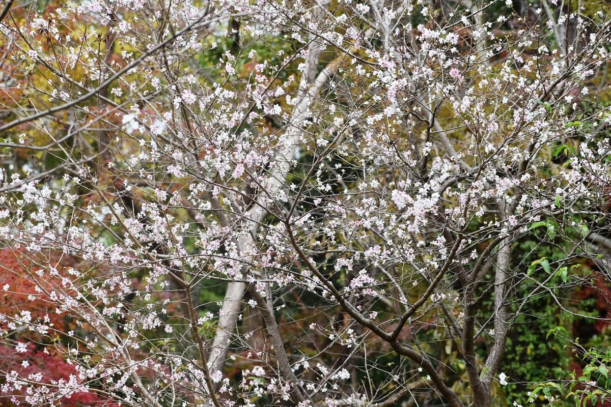 四季桜　京都府立植物園　2018年11月14日　撮影：MKタクシー