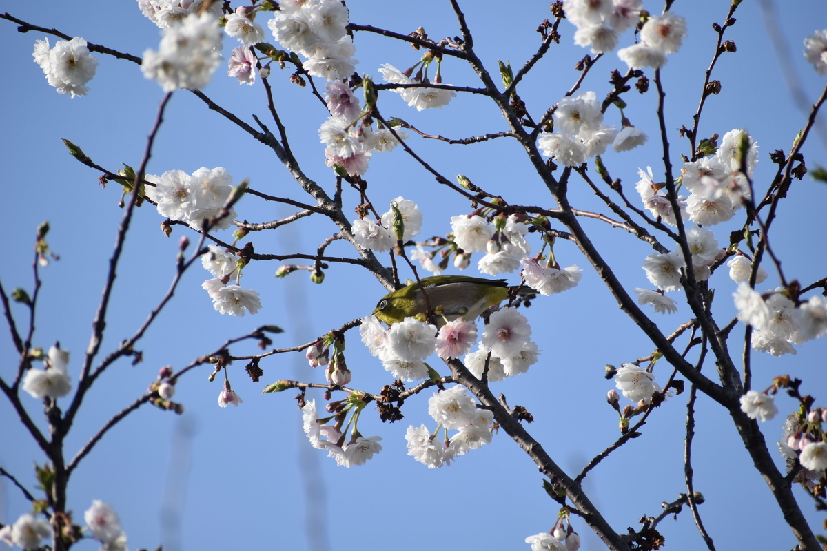 子福桜とメジロ　東寺　2019年3月26日　撮影：MKタクシー