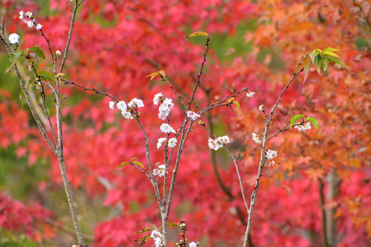 子福桜と紅葉 伏見稲荷大社 2018年11月30日 撮影:MKタクシー