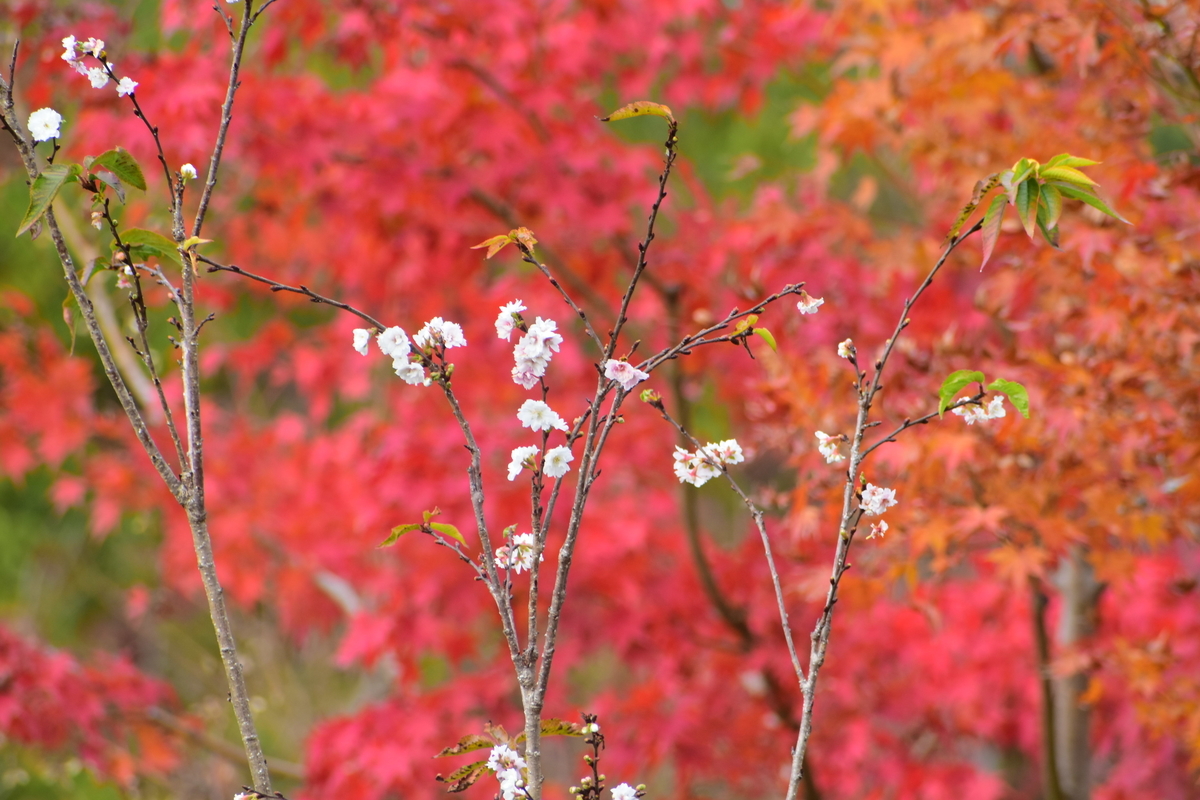 子福桜と紅葉　伏見稲荷大社　2018年11月30日　撮影：MKタクシー