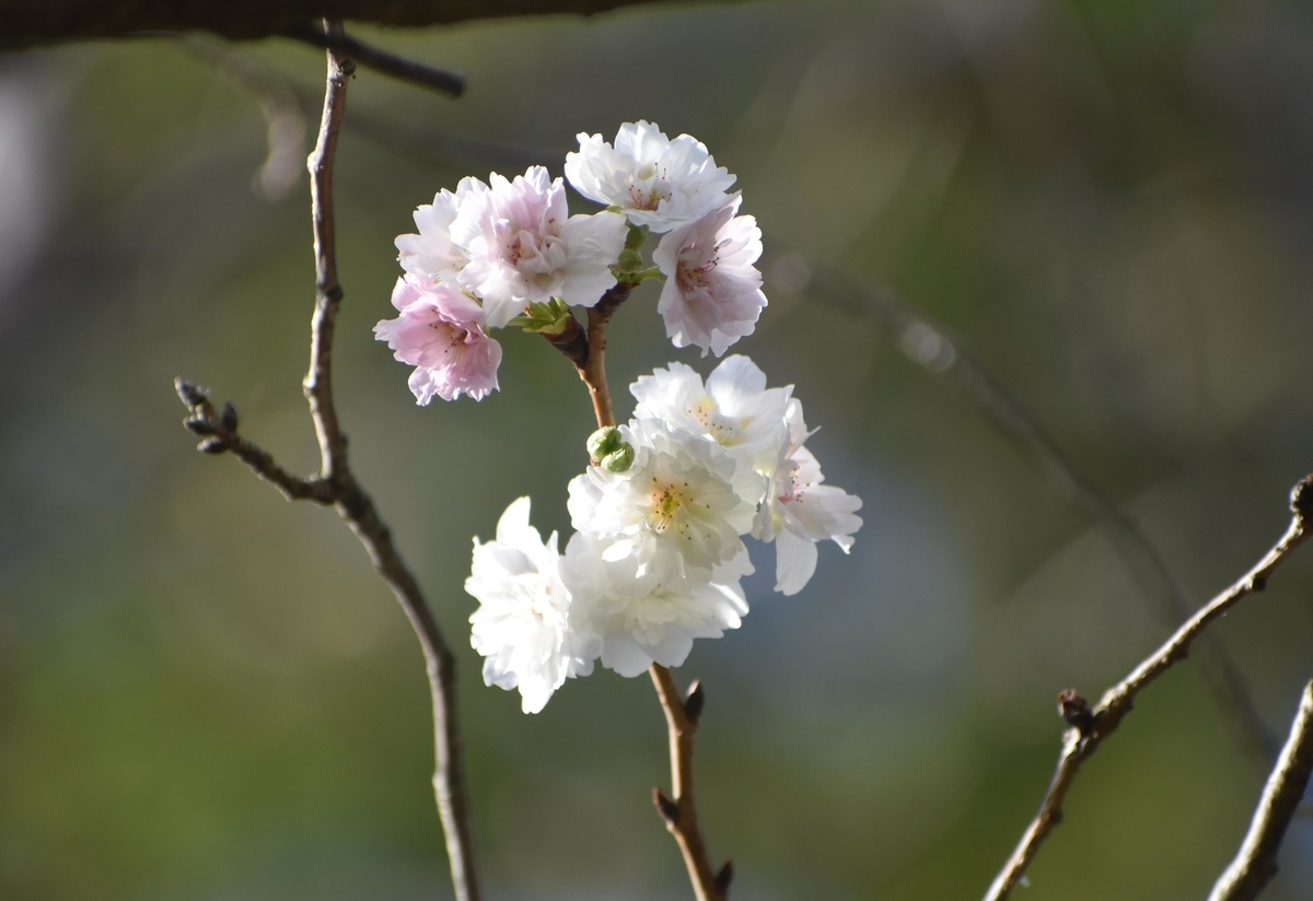 子福桜 宇治市植物公園 2018年10月20日 撮影:MKタクシー