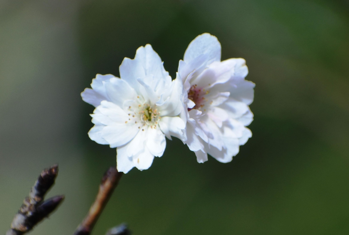 子福桜　京都府立植物園　2019年10月22日　撮影：MKタクシー