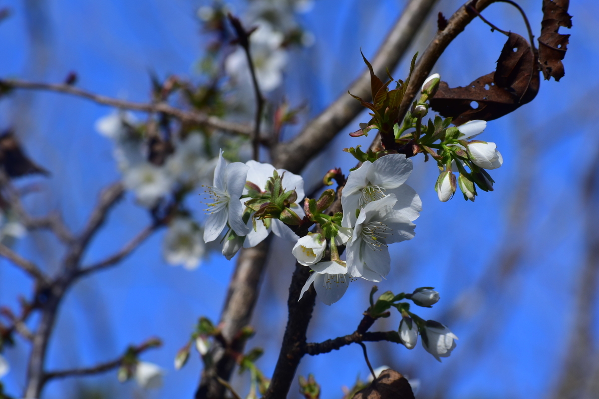 不断桜 京都府立植物園 2019年12月8日 撮影:MKタクシー