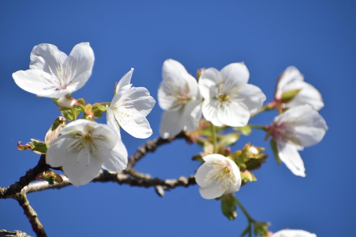 不断桜　京都府立植物園　2019年12月16日　撮影：MKタクシー