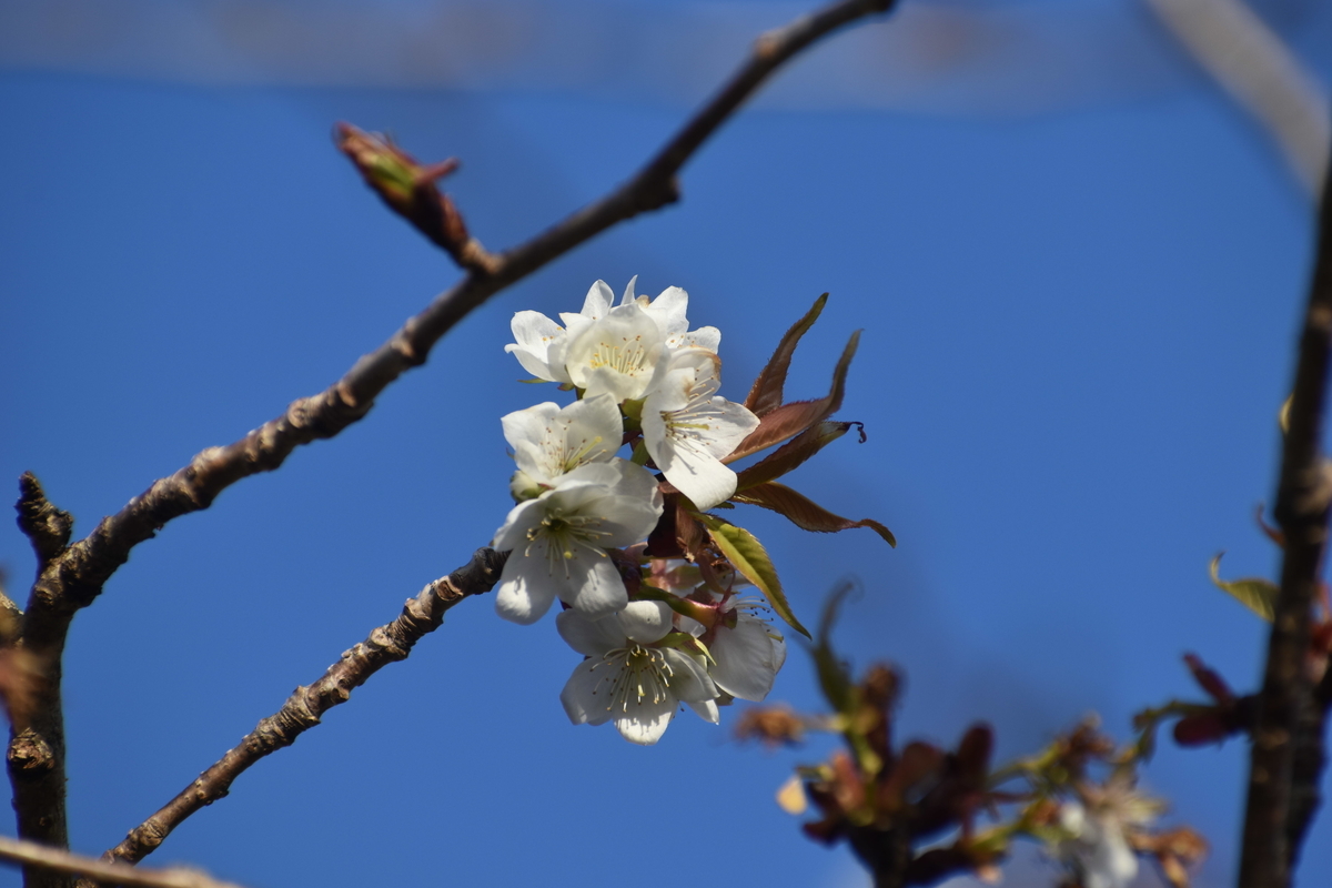 不断桜　京都府立植物園　2019年2月2日　撮影：MKタクシー