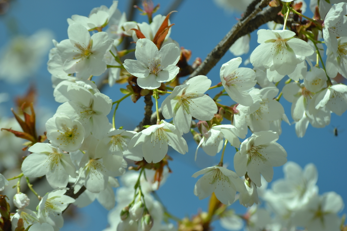 不断桜　京都府立植物園　2018年3月24日　撮影：MKタクシー