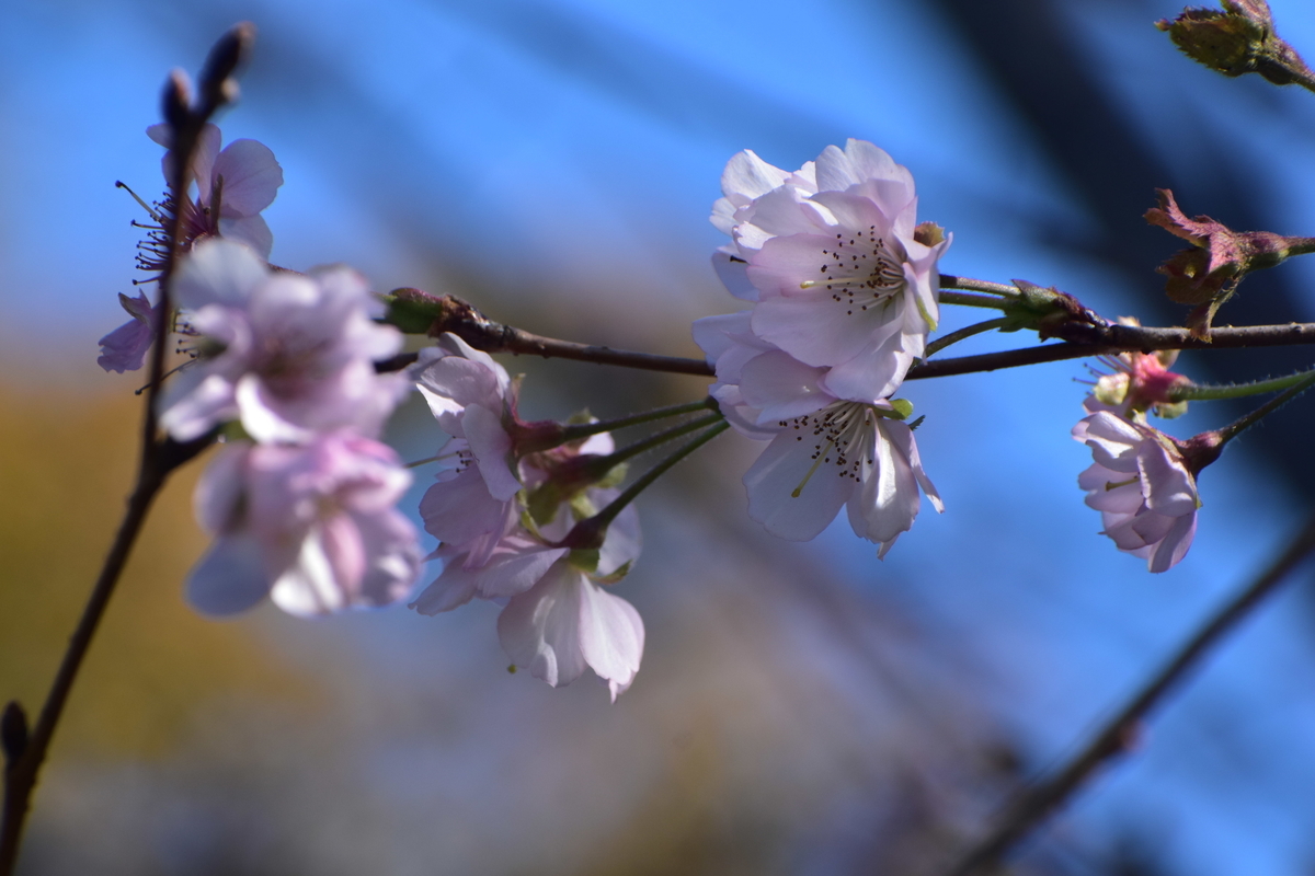 アーコレード　京都府立植物園　2019年11月13日　撮影：MKタクシー