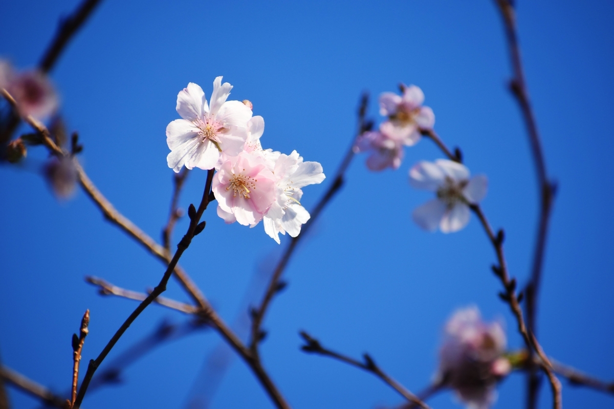 アーコレード　宇治市植物公園　2018年11月24日　撮影：MKタクシー