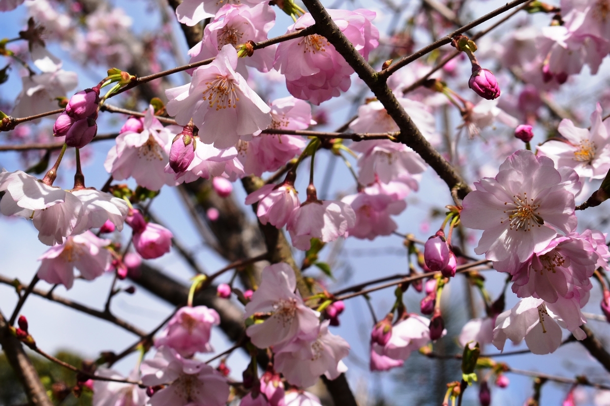 アーコレード　京都振津植物園　2020年3月29日　撮影：MKタクシー