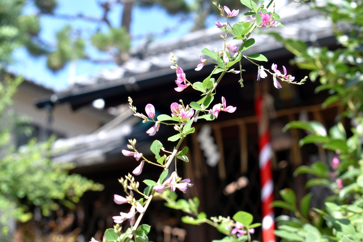 幸神社 萩 三分咲き 2020年9月19日 撮影:MKタクシー