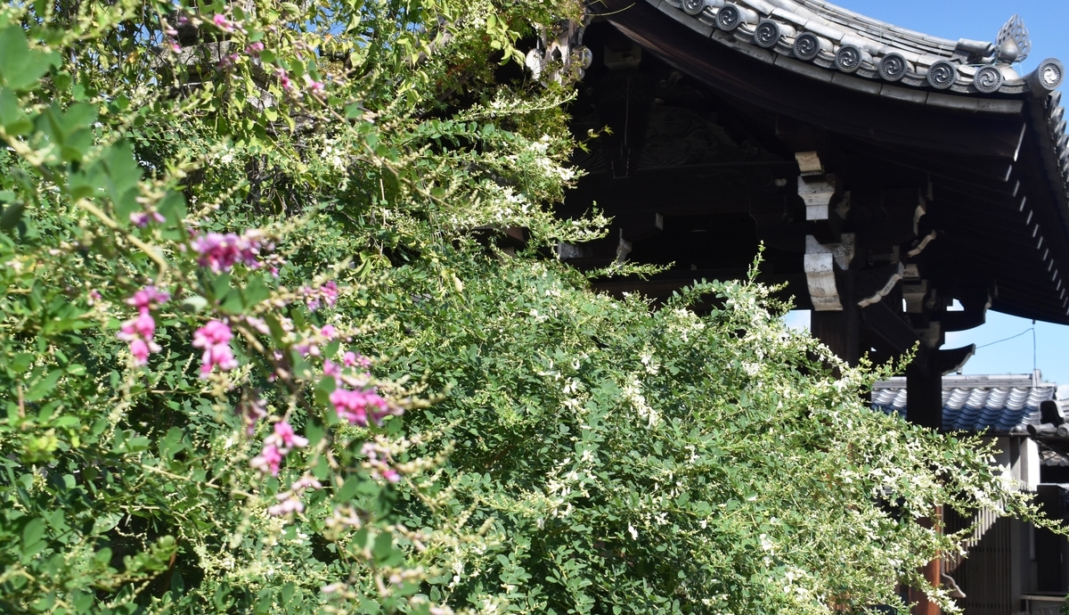 法住寺 萩 咲き始め 2020年9月19日 撮影:MKタクシー