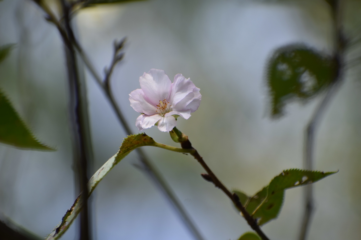 アーコレード　京都府立植物園　2020年9月19日　撮影：MKタクシー