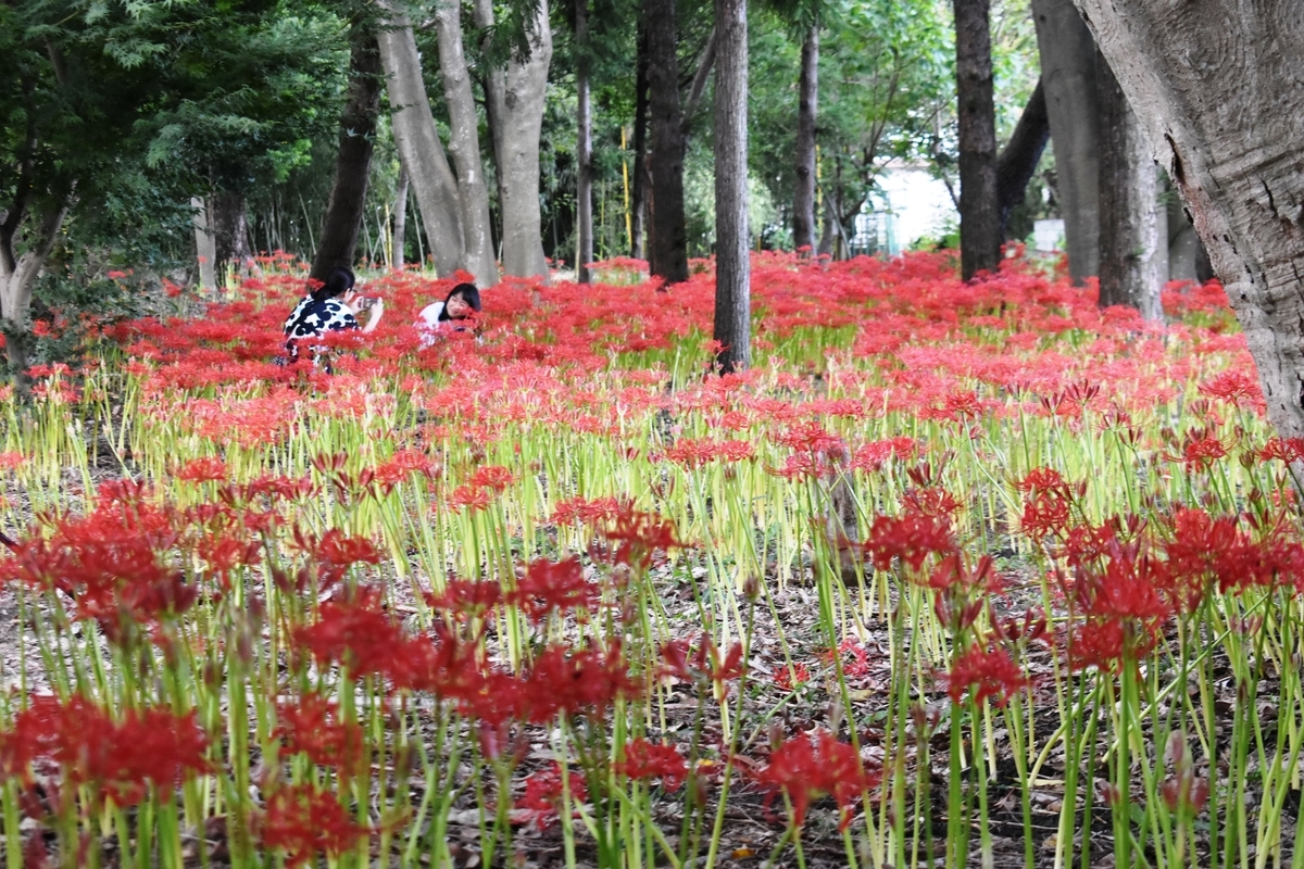 若宮八幡宮　彼岸花　五分咲き　　2020年9月26日　撮影：MKタクシー