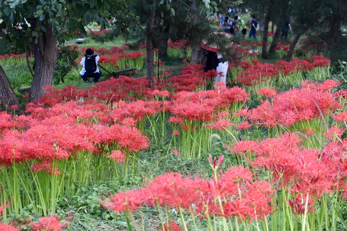 桂浜園地（高島市）　彼岸花　五分咲き　2020年9月27日　撮影：MKタクシー