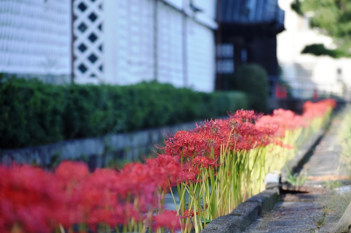 東本願寺 彼岸花 見頃 2018年9月26日 撮影:MKタクシー