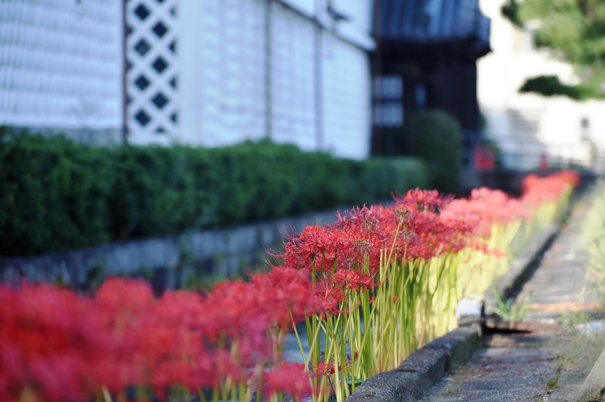 東本願寺　彼岸花　見頃　2018年9月26日　撮影：MKタクシー