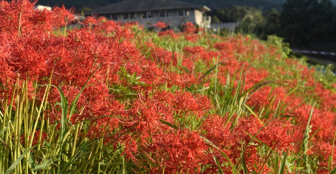 亀石前　彼岸花　見頃　2018年9月22日　撮影：MKタクシー