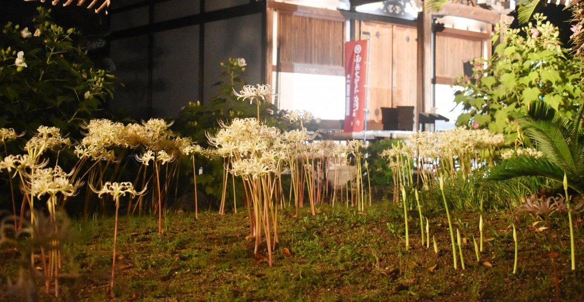 橘寺 白花彼岸花 見頃 2018年9月22日 撮影:MKタクシー