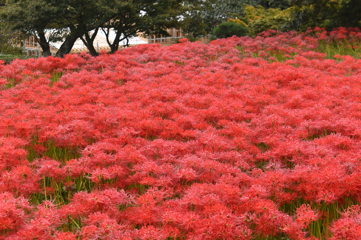 九品寺 彼岸花 見頃 2020年10月3日 撮影:MKタクシー