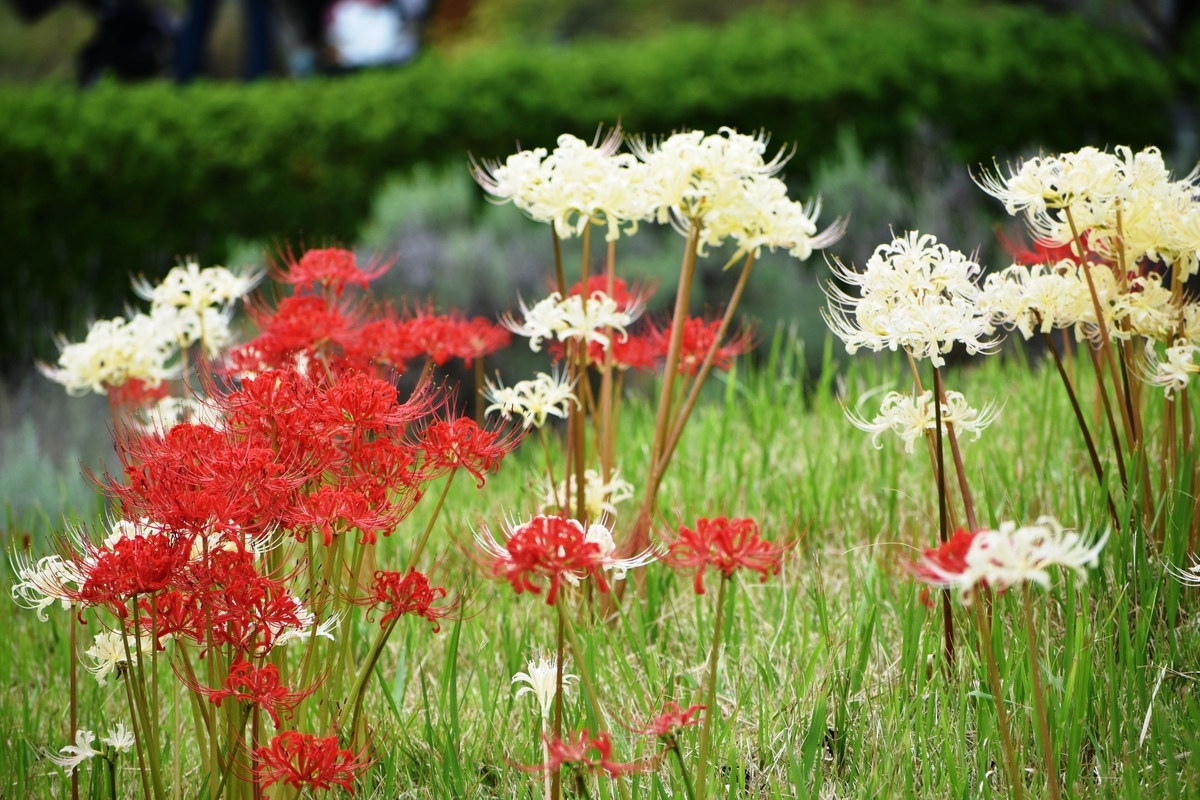 宇治市植物園　彼岸花　見頃過ぎ　2020年10月4日　撮影：MKタクシー