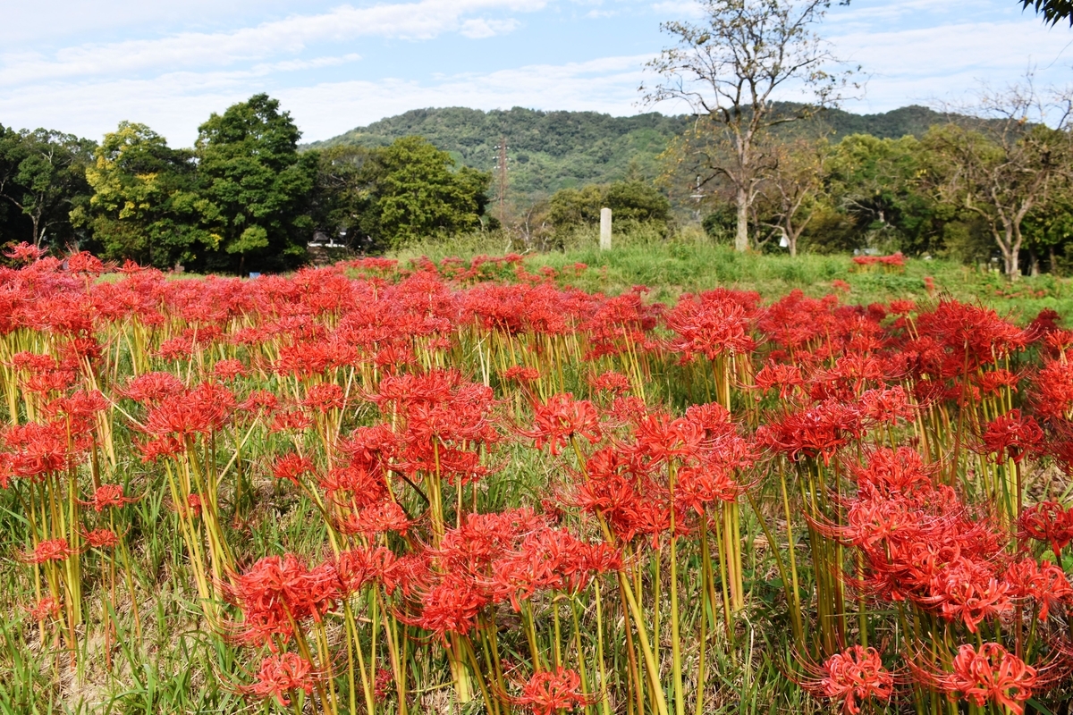 恭仁宮跡　彼岸花　散りはじめ　2020年10月7日　撮影：MKタクシー