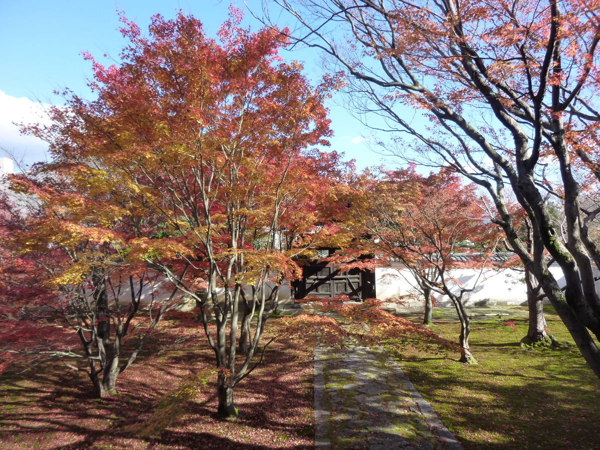 妙覚寺・法姿園　見頃　2010年11月27日　撮影：MKタクシー