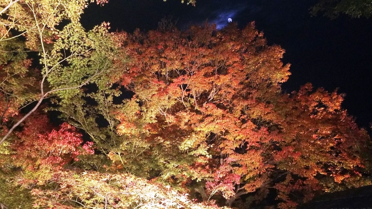 妙覚寺・法姿園の紅葉ライトアップ 見頃 2018年11月21日 撮影:MKタクシー