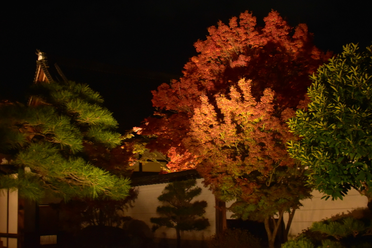 妙覚寺の紅葉ライトアップ 見頃 2019年11月20日 撮影:MKタクシー
