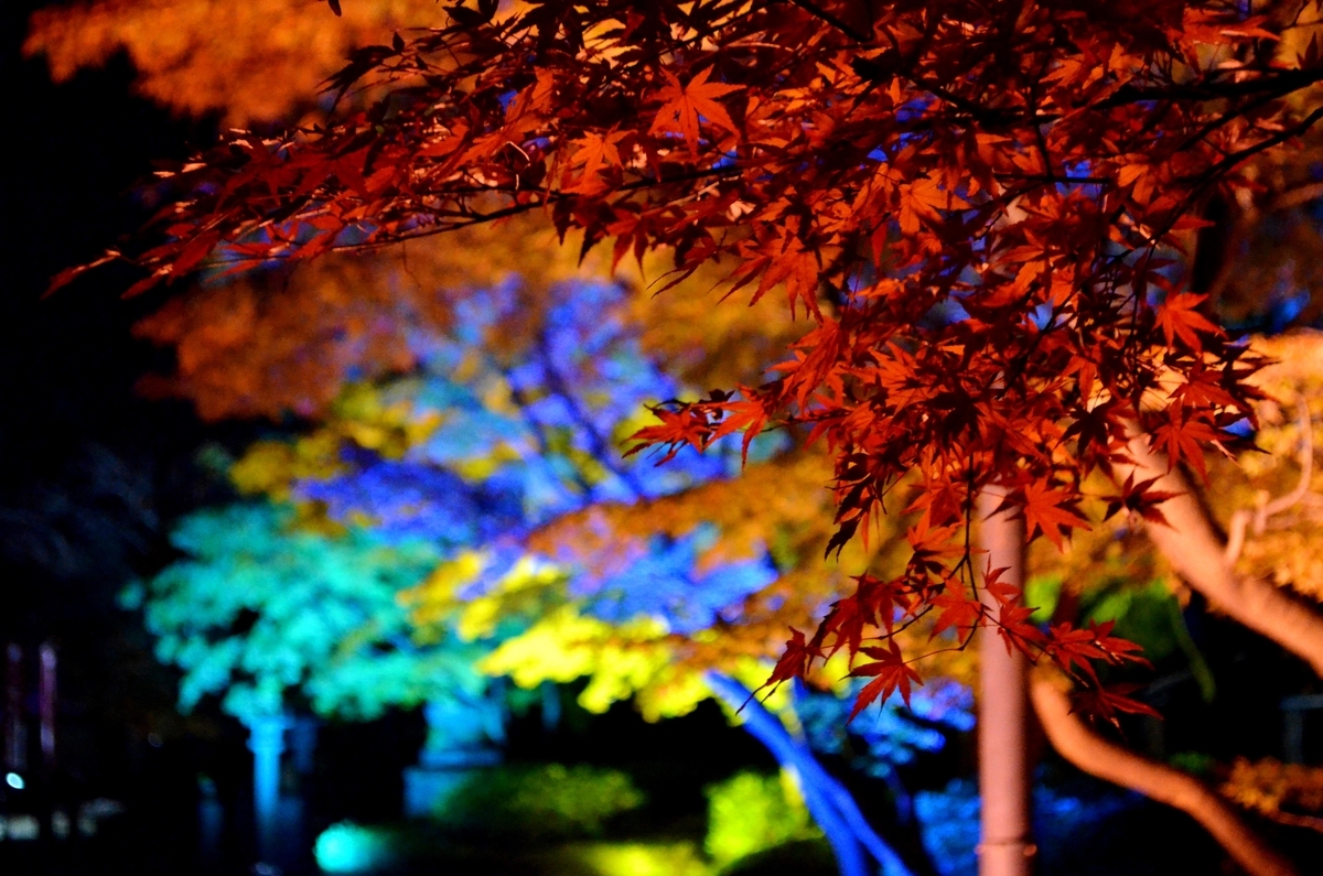 妙顕寺・本堂横の紅葉ライトアップ 見頃 2017年11月25日 撮影:MKタクシー