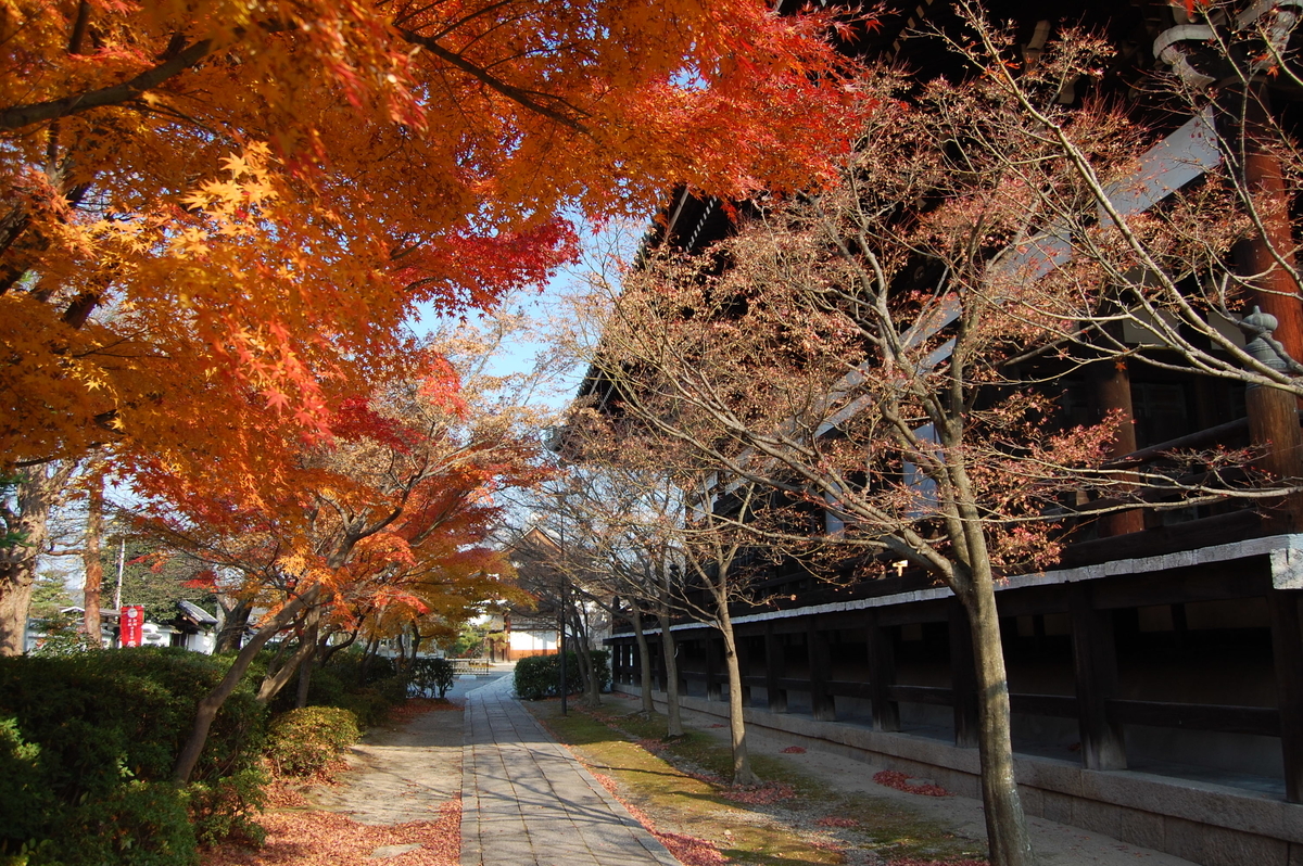 妙顕寺・本堂横の紅葉 散りはじめ 2007年12月8日 撮影:MKタクシー