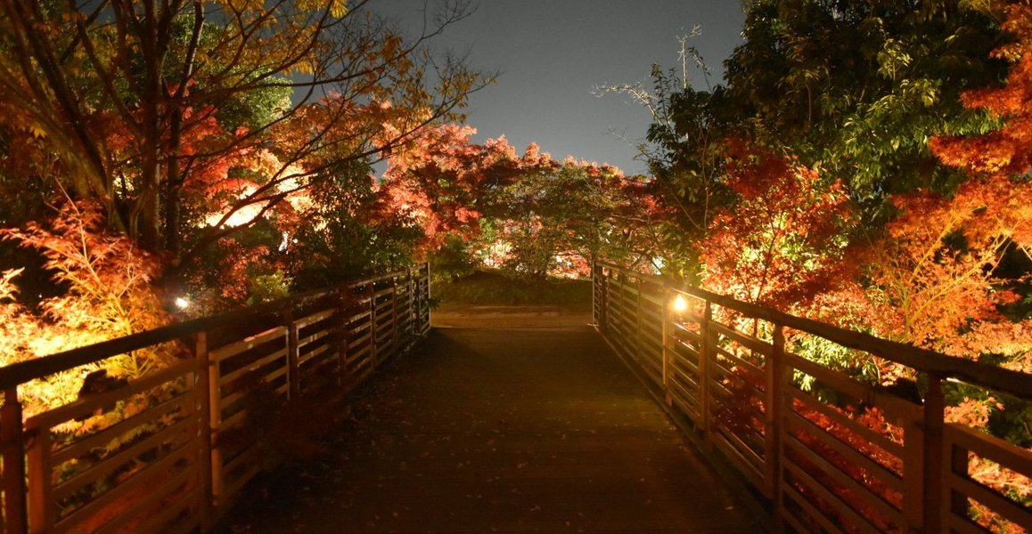 梅小路公園・朱雀の庭の紅葉ライトアップ 見頃 2017年11月19日 撮影:MKタクシー