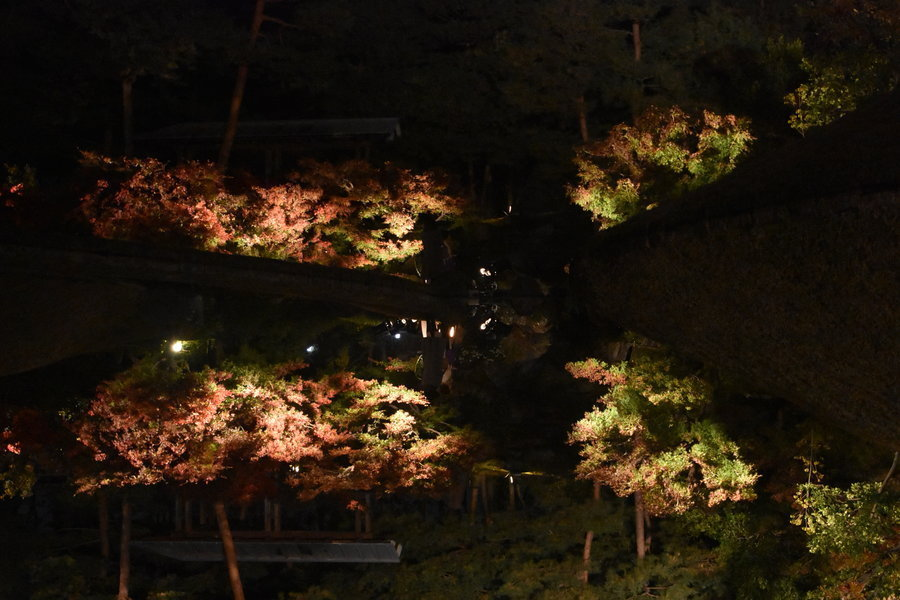 梅小路公園・朱雀の庭の紅葉ライトアップ 実は上下さかさま 見頃 2017年11月19日 撮影:MKタクシー