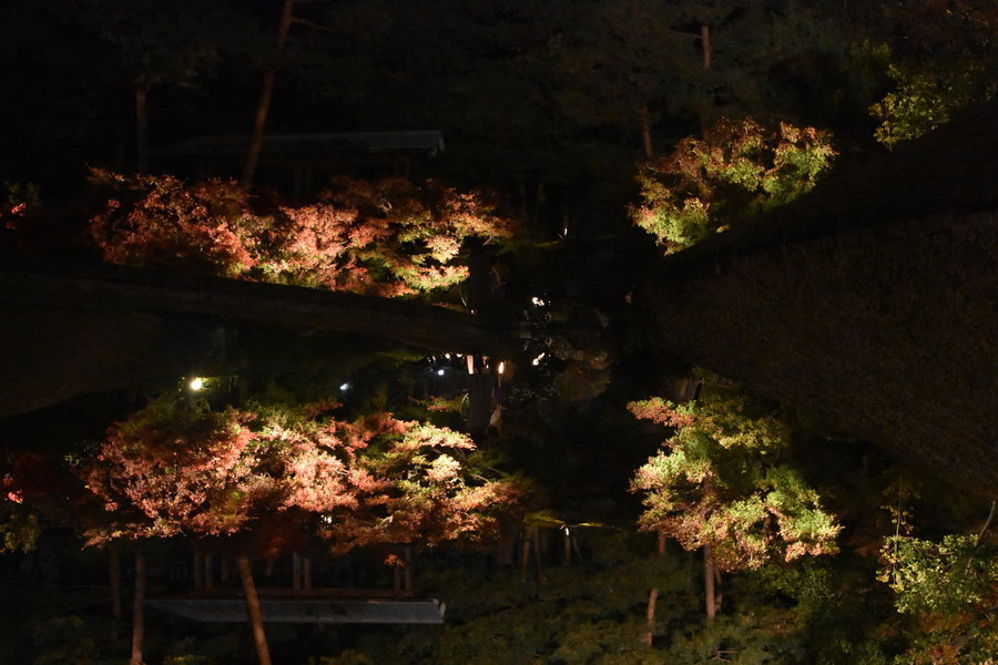 梅小路公園・朱雀の庭の紅葉ライトアップ　実は上下さかさま　見頃　2017年11月19日　撮影：MKタクシー