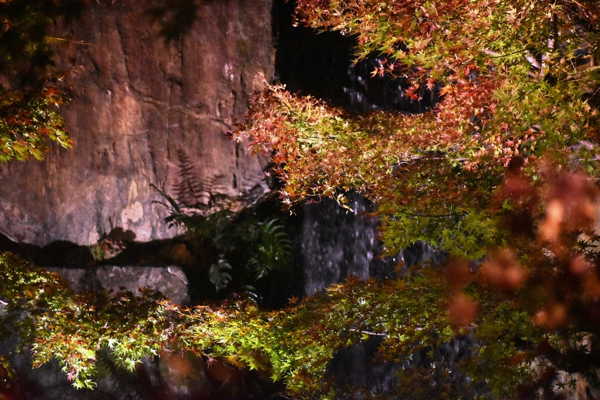 梅小路公園・朱雀の庭の紅葉ライトアップ　見頃　2018年11月27日　撮影：MKタクシー