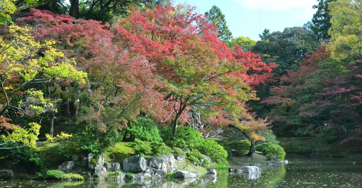 仙洞御所・北池の紅葉　見頃近し　2017年11月11日　撮影：MKタクシー