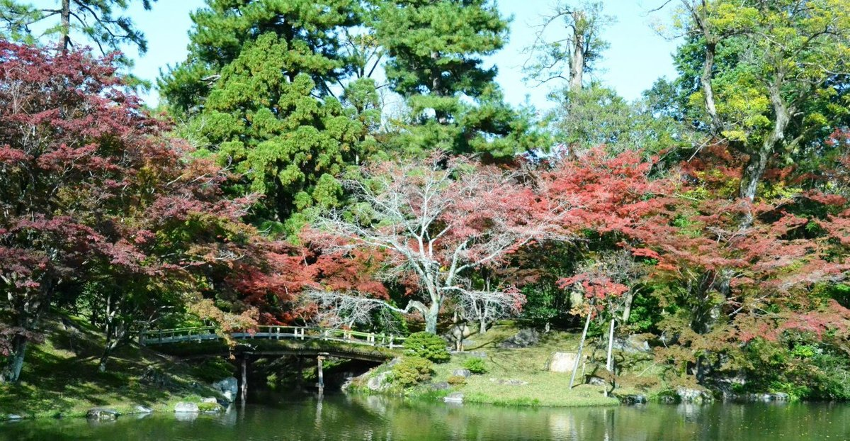 仙洞御所・南池の紅葉　見頃近し　2017年11月11日　撮影：MKタクシー