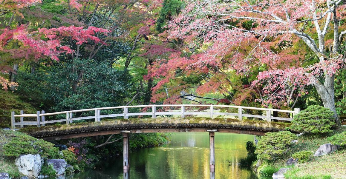 仙洞御所・紅葉橋の紅葉　見頃近し　2018年11月14日　撮影：MKタクシー