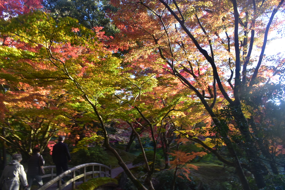 仙洞御所・紅葉橋の紅葉　見頃　2019年11月20日　撮影：MKタクシー