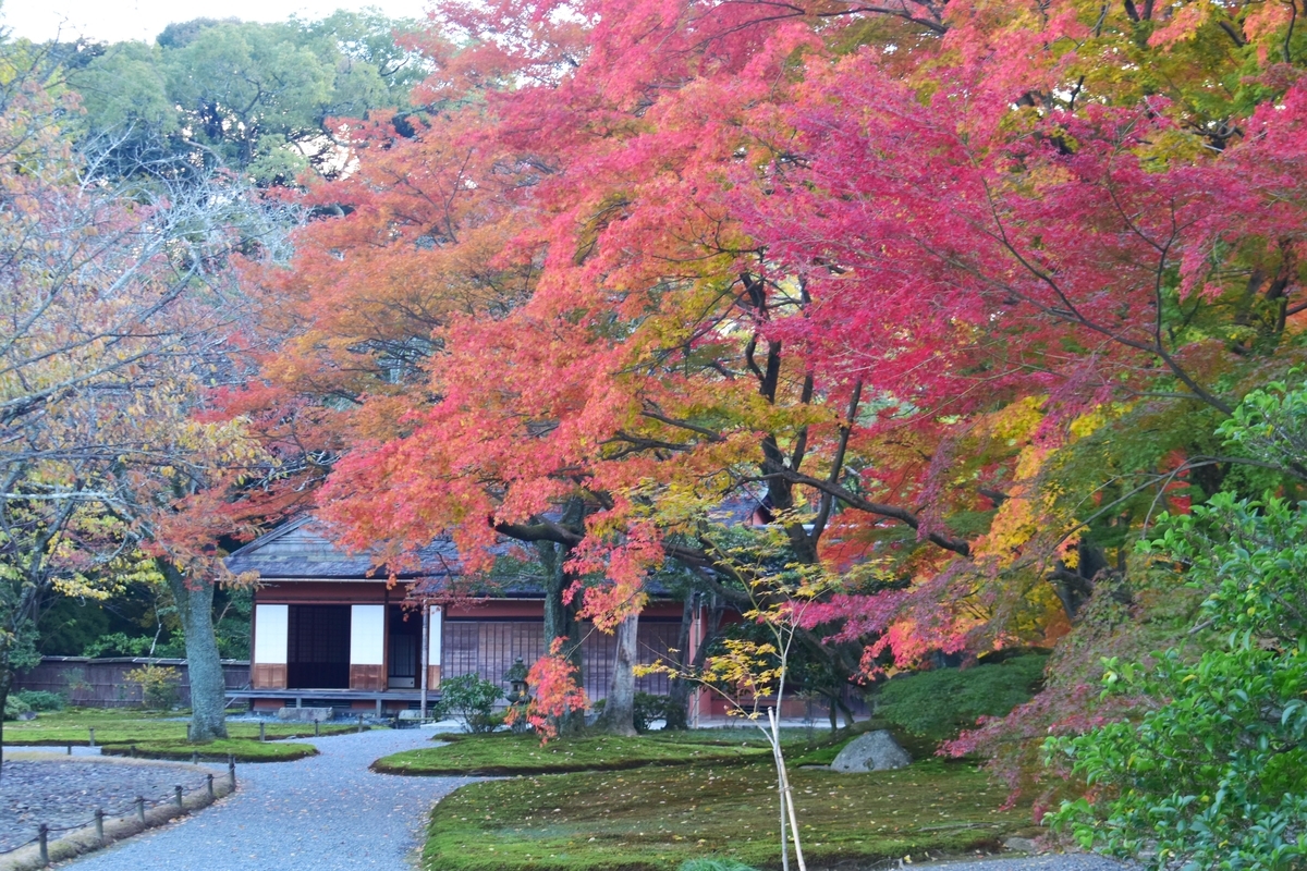 仙洞御所・南池の紅葉　見頃　2019年11月20日　撮影：MKタクシー