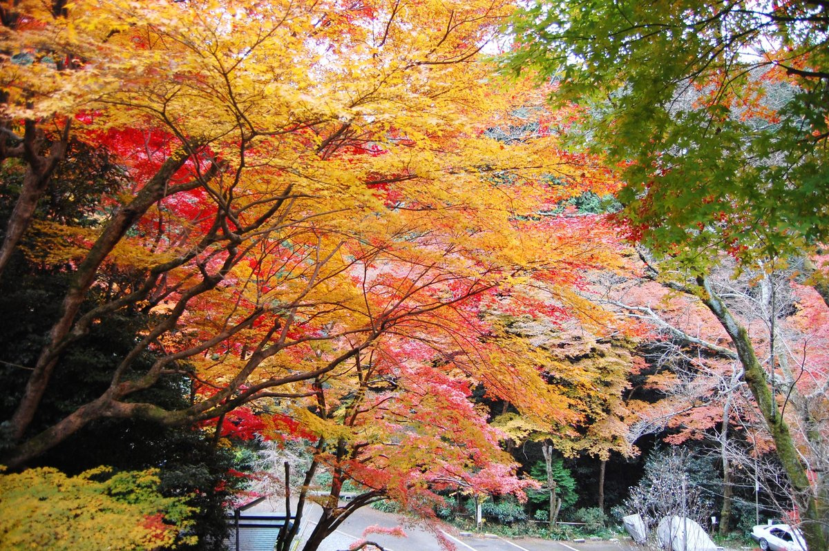 日向大神宮の紅葉 見頃 2007年11月29日 撮影:MKタクシー