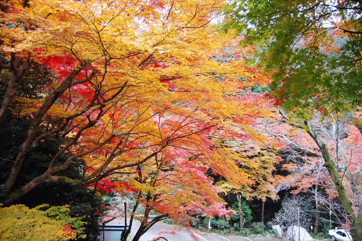 日向大神宮の紅葉　見頃　2007年11月29日　撮影：MKタクシー