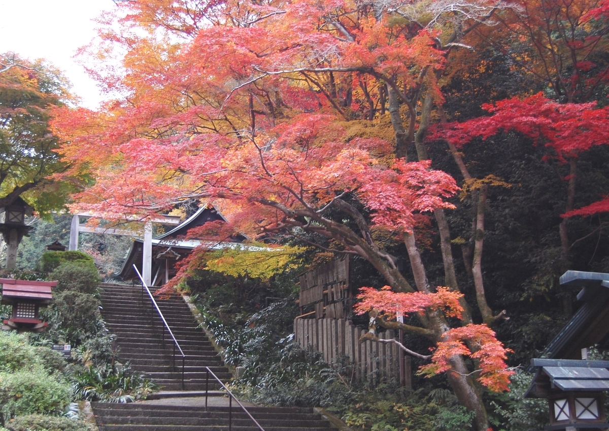 日向大神宮の紅葉 見頃 2007年11月29日 撮影:MKタクシー