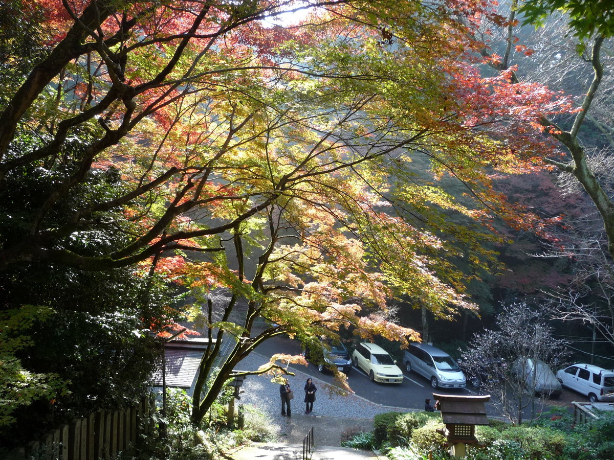 日向大神宮の紅葉 見頃 2009年11月23日 撮影:MKタクシー