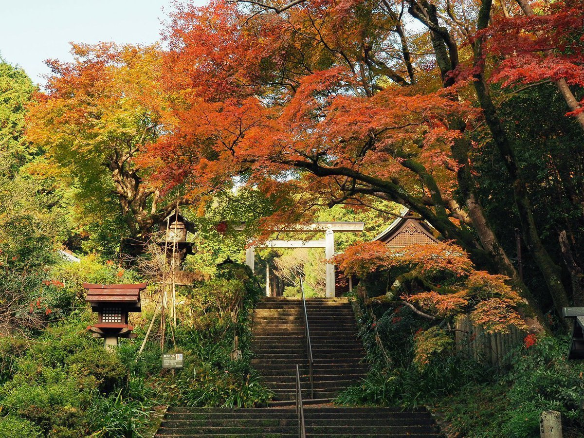 日向大神宮の紅葉　見頃　2009年11月23日　撮影：MKタクシー