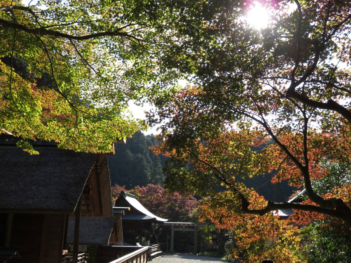 日向大神宮の紅葉　見頃　2018年11月21日　撮影：MKタクシー