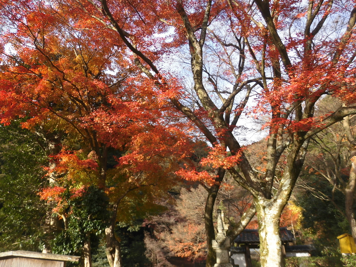 清閑寺の紅葉　見頃　2016年11月21日　撮影：MKタクシー