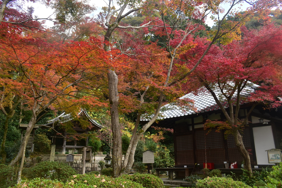 清閑寺の紅葉　見頃　2019年11月30日　撮影：MKタクシー