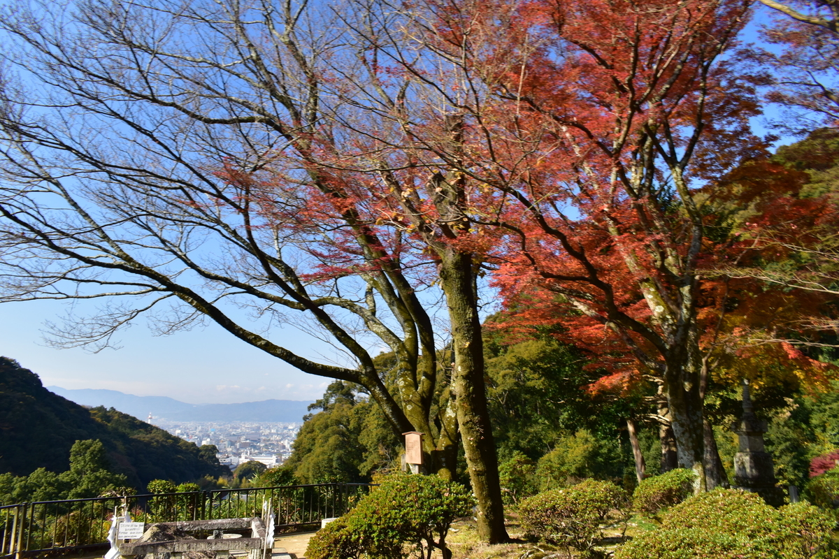 清閑寺の紅葉　散りはじめ　2019年12月14日　撮影：MKタクシー