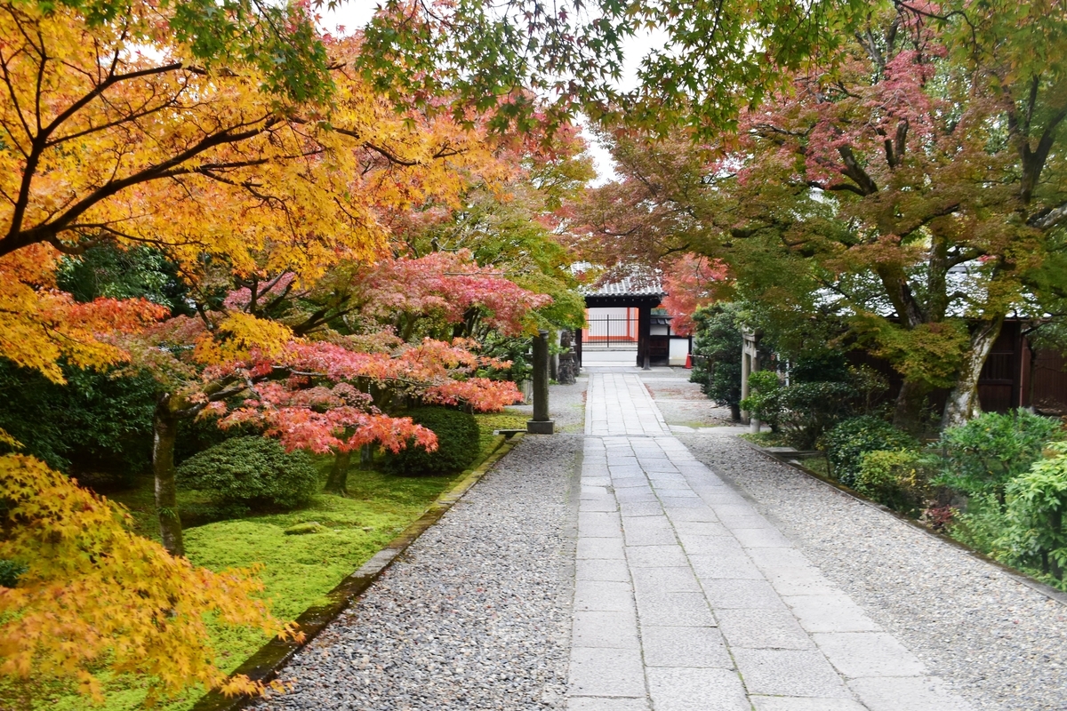 養源院参道の紅葉　見頃　2019年11月22日　撮影：MKタクシー