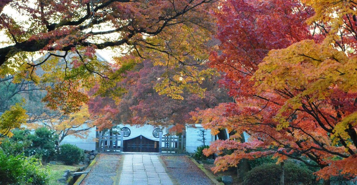 養源院参道の紅葉 見頃 2017年11月27日 撮影:MKタクシー